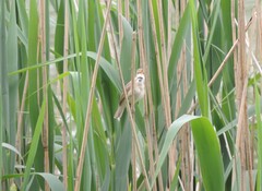 Acrocephalus dumetorum