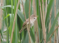 Acrocephalus dumetorum