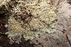 Arctoparmelia centrifuga