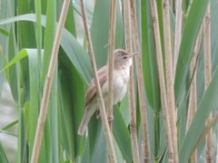 Acrocephalus dumetorum