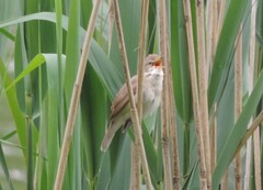 Acrocephalus dumetorum