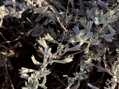 Artemisia bigelovii