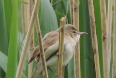 Acrocephalus dumetorum