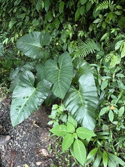 Xanthosoma