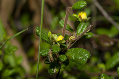 Hibbertia aspera