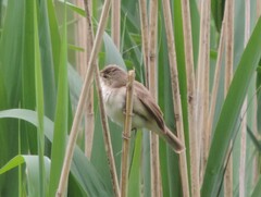 Acrocephalus dumetorum