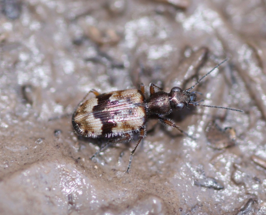 Lachnophorus elegantulus