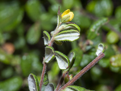 Hibbertia aspera