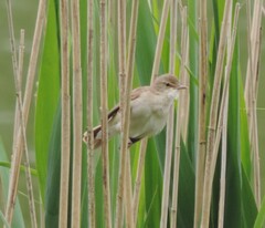 Acrocephalus dumetorum