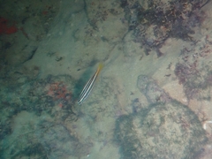 Parapristipoma octolineatum