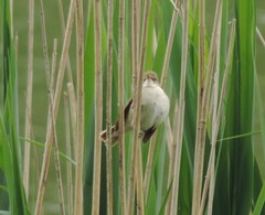 Acrocephalus dumetorum