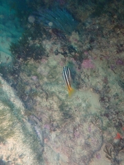 Parapristipoma octolineatum