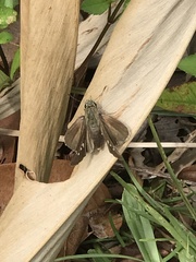 Pelopidas mathias