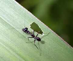 Odontomantis