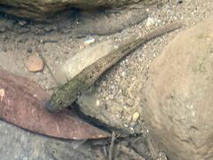 Stenogobius hawaiiensis