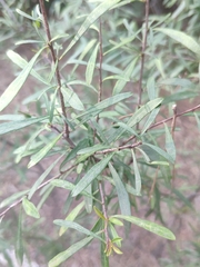 Rhamnus oleoides