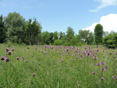 Cirsium rivulare