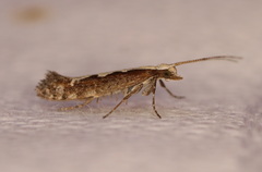 Plutella xylostella-australiana