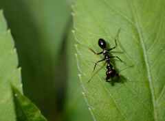 Odontomantis