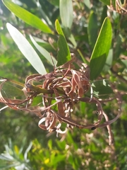Acacia longifolia sophorae