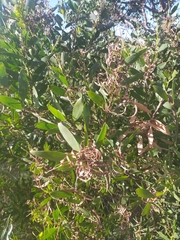 Acacia longifolia sophorae