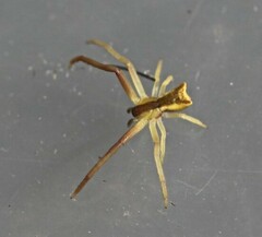 Sidymella trapezia