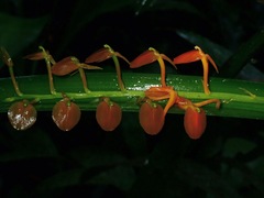 Malaxidinae