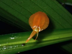 Malaxidinae