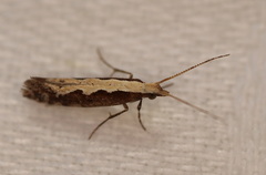 Plutella xylostella-australiana