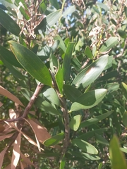 Acacia longifolia sophorae