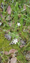 Stellaria pungens
