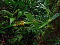 Malaxidinae