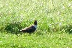 Turdus torquatus