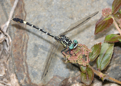 Austrogomphus cornutus