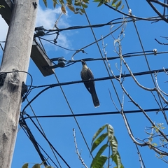 Eudynamys orientalis