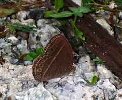 Mycalesis janardana