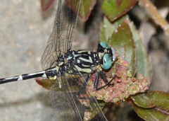 Austrogomphus cornutus