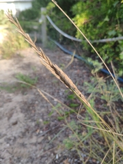 Elymus farctus