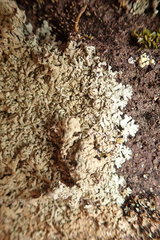 Arctoparmelia centrifuga