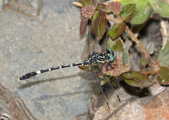 Austrogomphus cornutus