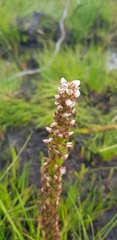 Disa obtusa hottentotica