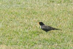 Turdus torquatus