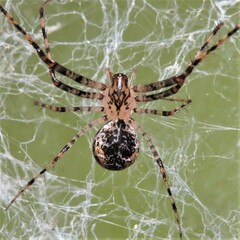 Australomimetus maculosus