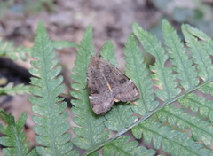 Noctua interposita
