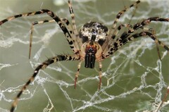 Australomimetus maculosus