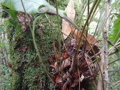 Elaphoglossum
