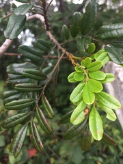 Bowdichia virgilioides