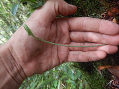 Elaphoglossum