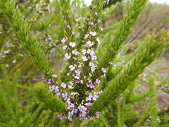 Muraltia satureioides