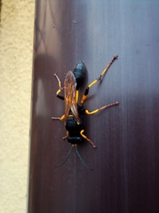 Sceliphron destillatorium